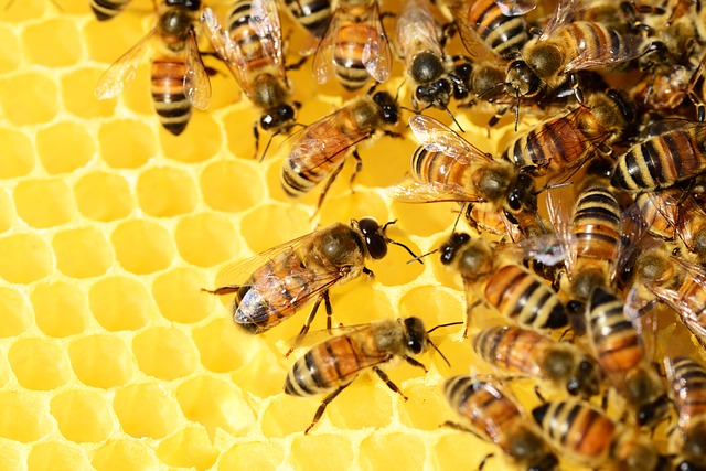 honey bees 326337 640